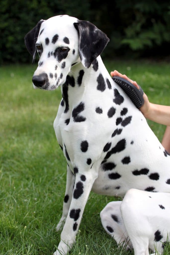Dalmatiner Hund wird mit Gummistriegler das Fell gepflegt