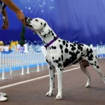 Dalmatiner Deckrüde erhält ein Leckerlie auf einer Hundeshow