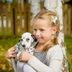 Kleines Mädchen freut sich über den Kauf eines Dalmatiner Welpen