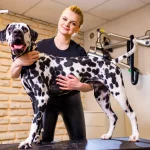 Dalmatiner Pflege, Fellpflege: Eigentlich ist ein Besuch im Beautysalon für Hunde nicht nötig.
