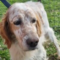 🆘Orlando braucht JETZT Hilfe🆘Tötung droht !!!🆘Zuhause oder Pflegestelle gesucht🆘